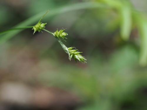 Carex leptopoda, photograph 5
