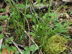 Carex leptopoda, photograph author not stated, no rights reserved