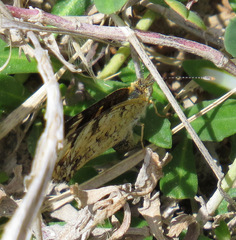 Phyciodes picta