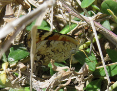 Phyciodes picta