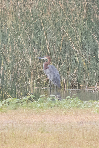iNaturalist image