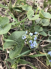 Brunnera