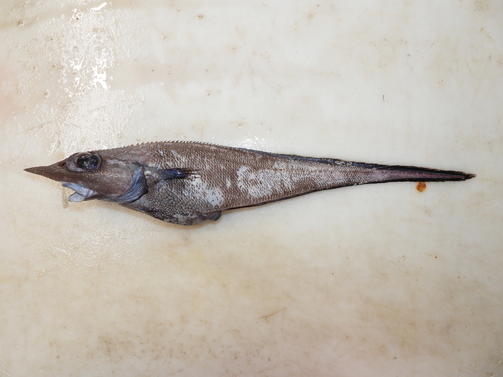 roughnose grenadier