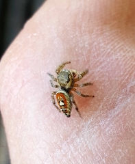 Phidippus cruentus
