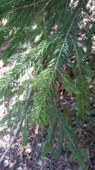 Taxus globosa