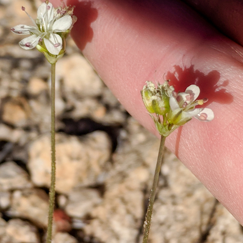 Eremogone congesta var. suffrutescens