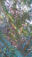 Taxus globosa