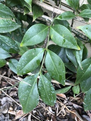Magnoliopsida