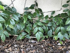 Magnoliopsida