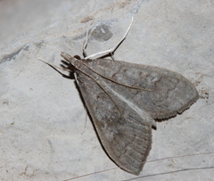 Mecyna asinalis