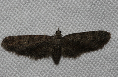 Eupithecia abbreviata