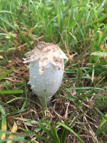 Star-capped Coprinus