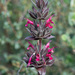 Salvia spathacea - Photo (c) Eric Koberle, μερικά δικαιώματα διατηρούνται (CC BY-NC), uploaded by Eric Koberle