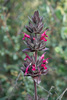 Hummingbird Sage - Photo (c) Eric Koberle, some rights reserved (CC BY-NC), uploaded by Eric Koberle