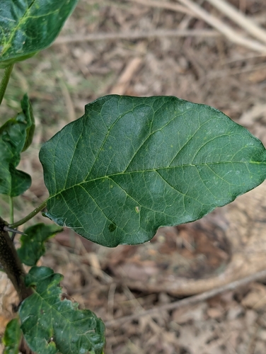 Featured image for “Osage-orange”