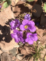 Phacelia pulchella