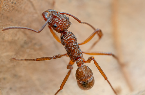 Rhytidoponera nexa
