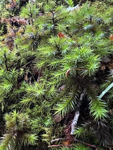 Dendroligotrichum dendroides observed 2026-05-16