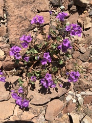 Phacelia pulchella