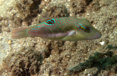 Canthigaster bennetti