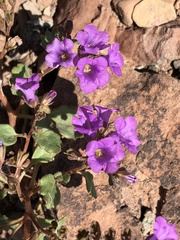 Phacelia pulchella