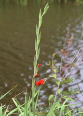 Gladiolus × hortulanus