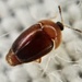 Corylophidae - Photo (c) Paul Cook, algunos derechos reservados (CC BY-NC-ND), subido por Paul Cook