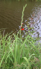 Gladiolus × hortulanus