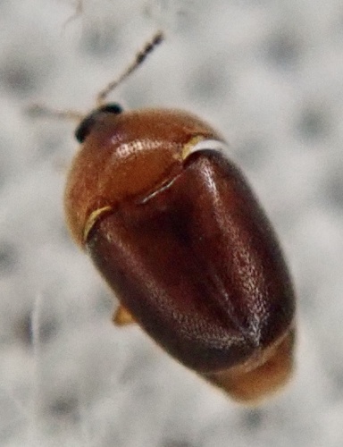 Sericoderus lateralis photo 2