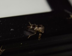 Cyrtolobus tuberosus