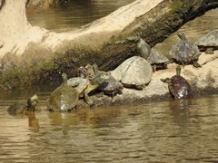 Graptemys flavimaculata