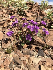 Phacelia pulchella