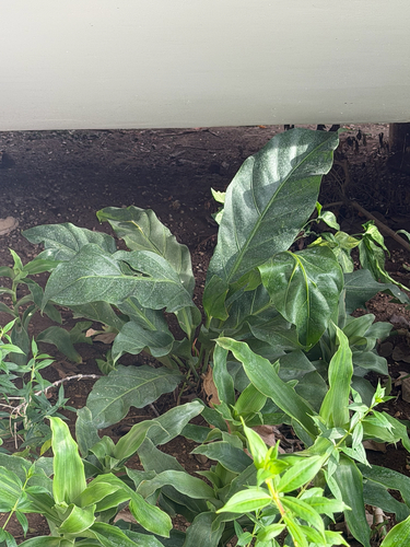 Anthurium cubense