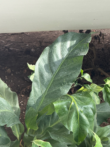 Anthurium cubense, photograph 2