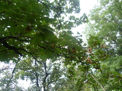 Acer pseudoplatanus