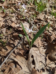 Erythronium albidum
