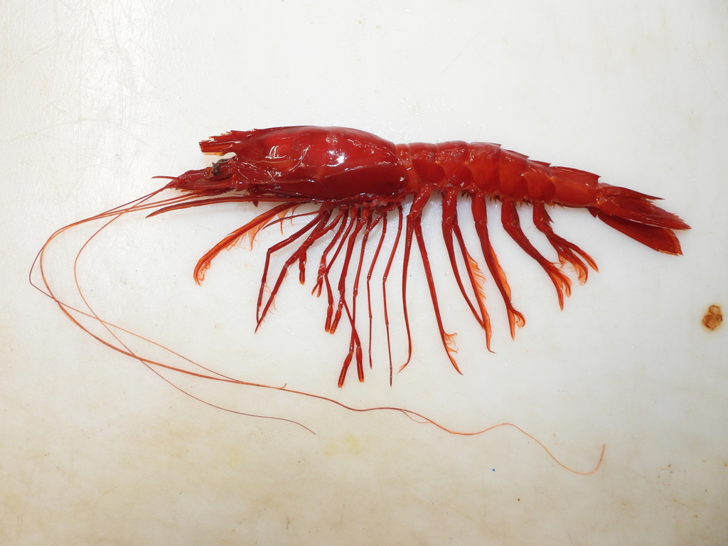 Scarlet gamba prawn