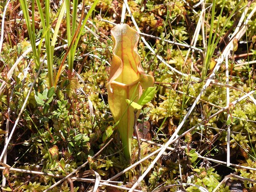 purple pitcher plant