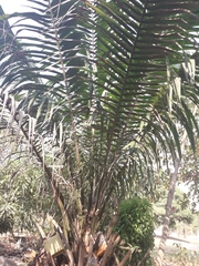 Cocoseae