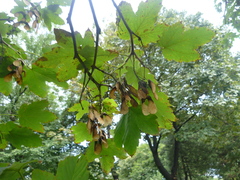 Acer pseudoplatanus