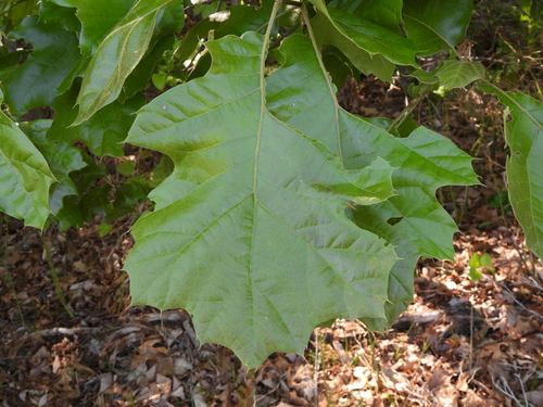 Quercus × bushii, photograph 3