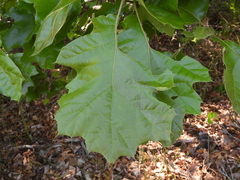 (c) geosesarma, some rights reserved (CC BY) Quercus × bushii, photograph (c) geosesarma, some rights reserved (CC BY)