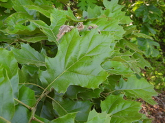 (c) geosesarma, some rights reserved (CC BY) Quercus × bushii, photograph (c) geosesarma, some rights reserved (CC BY)