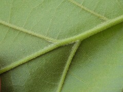 (c) geosesarma, some rights reserved (CC BY) Quercus × bushii, photograph (c) geosesarma, some rights reserved (CC BY)