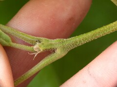 Quercus × bushii