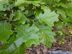 (c) geosesarma, some rights reserved (CC BY) Quercus × bushii, photograph (c) geosesarma, some rights reserved (CC BY)