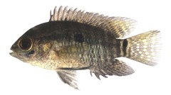 Black Acara photo 5