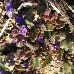 Glechoma hederacea