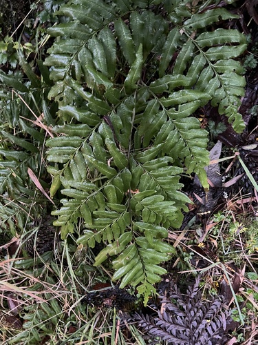 Pteris semiadnata observed 2026-05-16