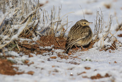 Anthus spragueii